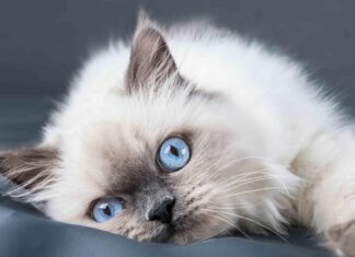 Child-Friendly Cats Breeds