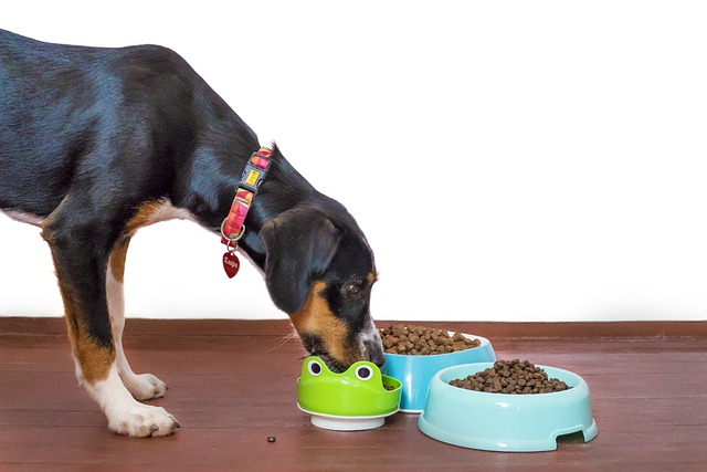 Nutritious foods for your pet dogs