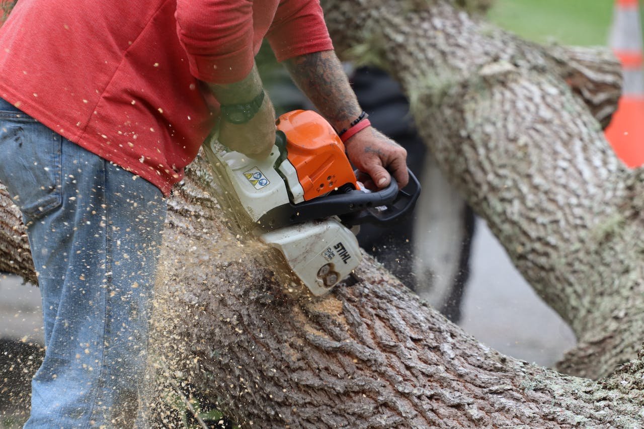 The Essential Guide to Tree Removal Services: When and How to Safely Remove Trees